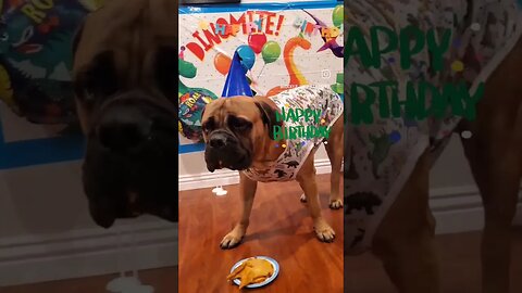 Rocky turned 1 year old #HappyBirthday #bullmastiff #puppy #dog #afv #puppylife #shorts #adorable