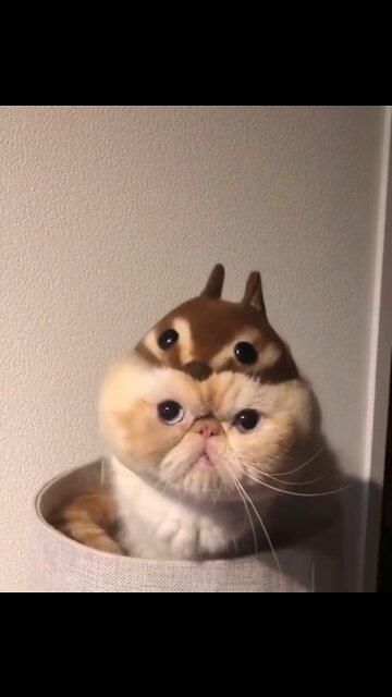 Funny cat in costume smacking toy