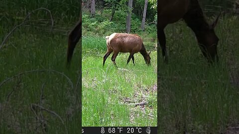 Elk are so incredible ❤️ #countryliving #montana #elk #wildernessliving #nature #livingthedream