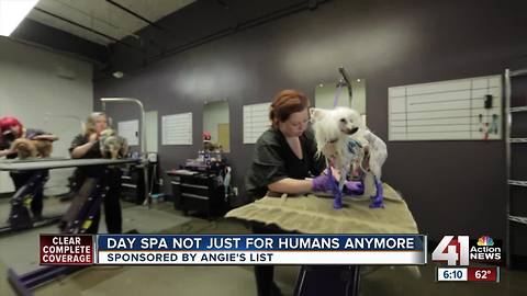 Angie's List: Day spa not just for humans anymore