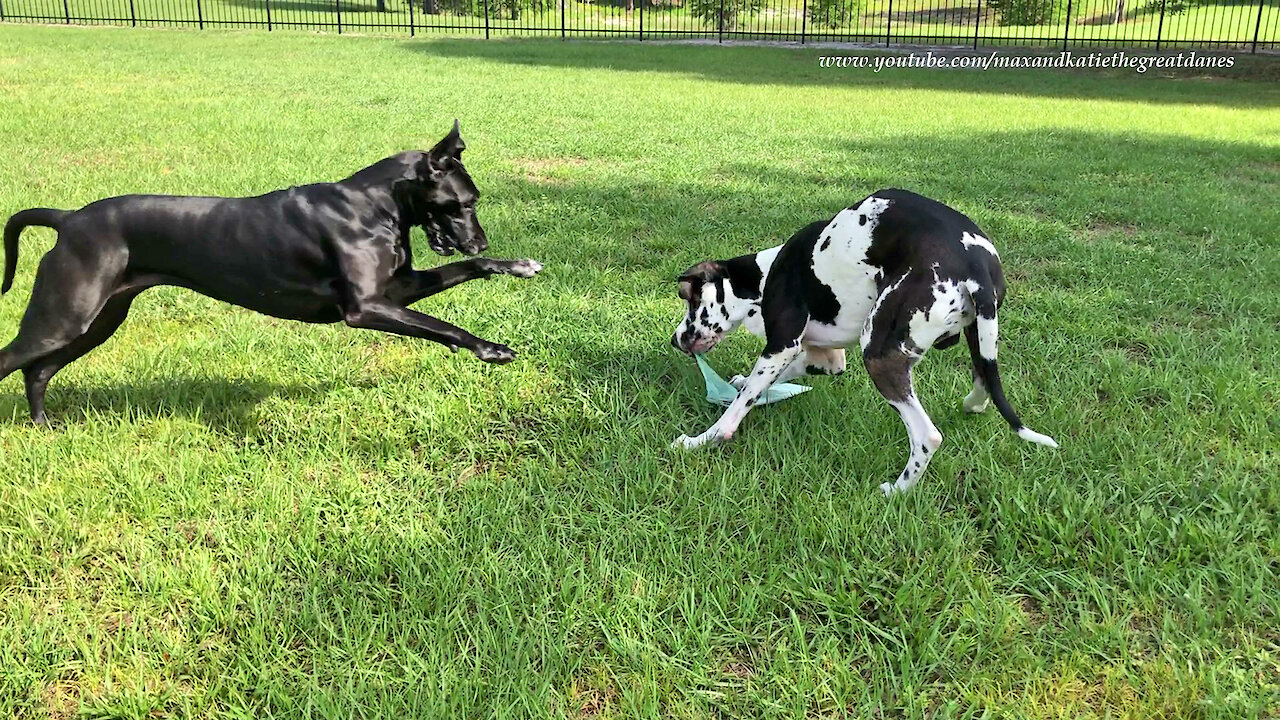 Great Danes get totally distracted while delivering the newspaper