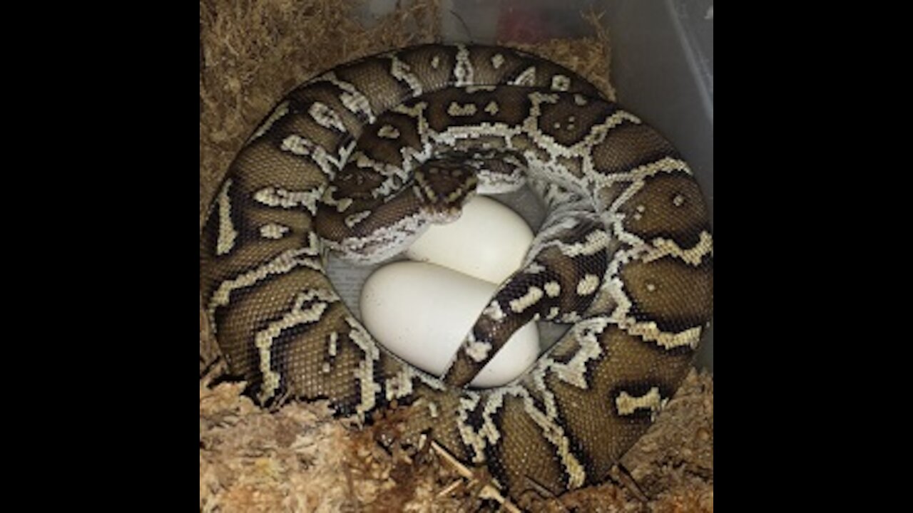 Angolan Pythons