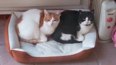 Cute cat clips
