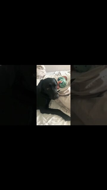 1Min Animal World #dogs #cats #pet