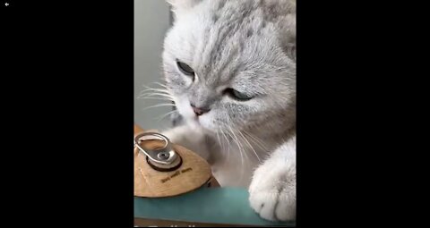 Best Funny Cats Compilation!
