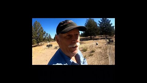 Maggie The Pig Growl For Food #homesteading #pigs