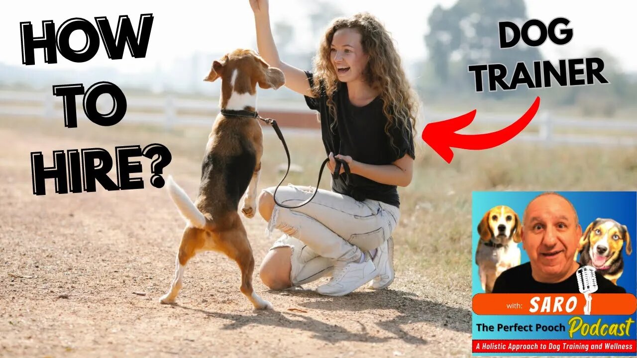 How to hire a dog trainer and Should you hire one?