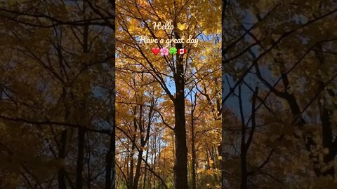 Golden Fall Colours | Lake Seneca Trail