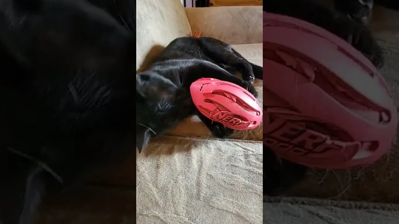 kitten takes dogs toy #poordirtfarmer