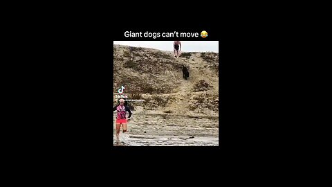 Giant Dog can't move