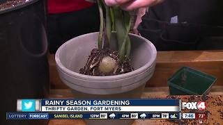 Raining Season Gardening