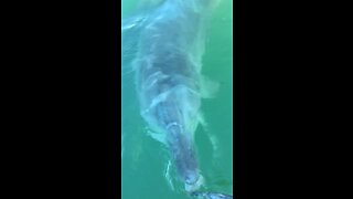 Dolphin gently taking fish from hand @idronefish