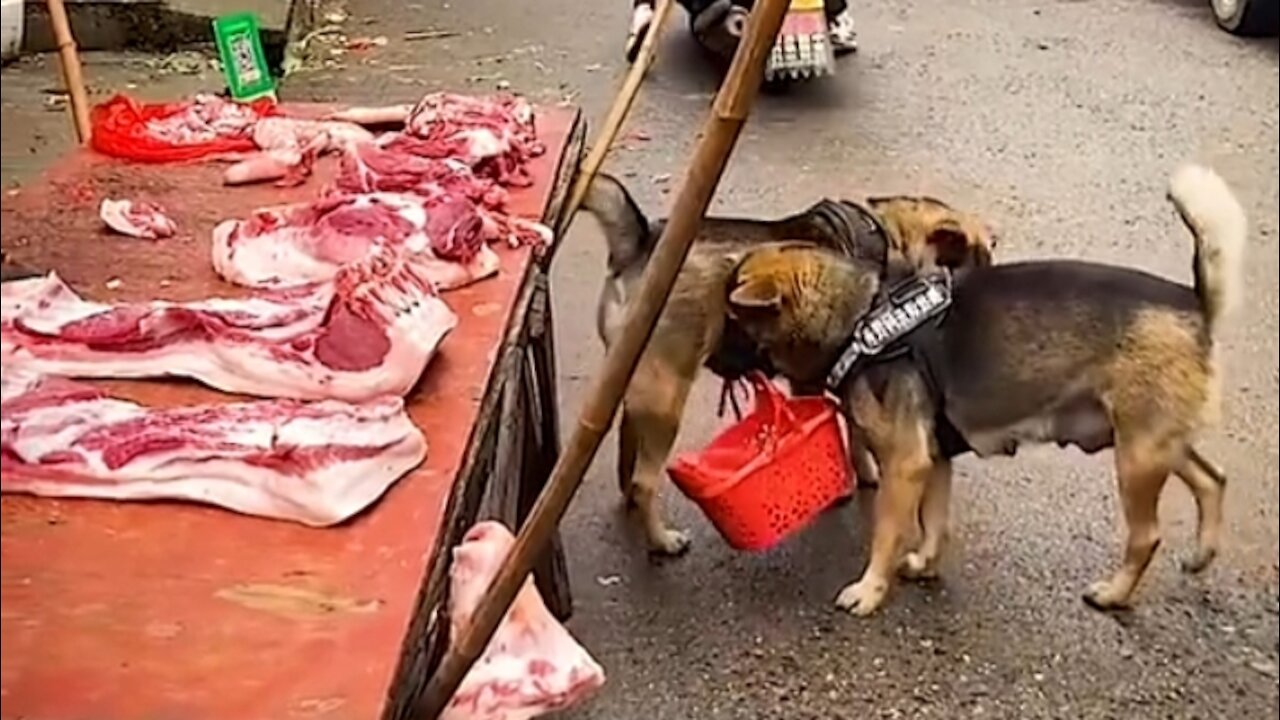 the dog goes shopping for meat to the market