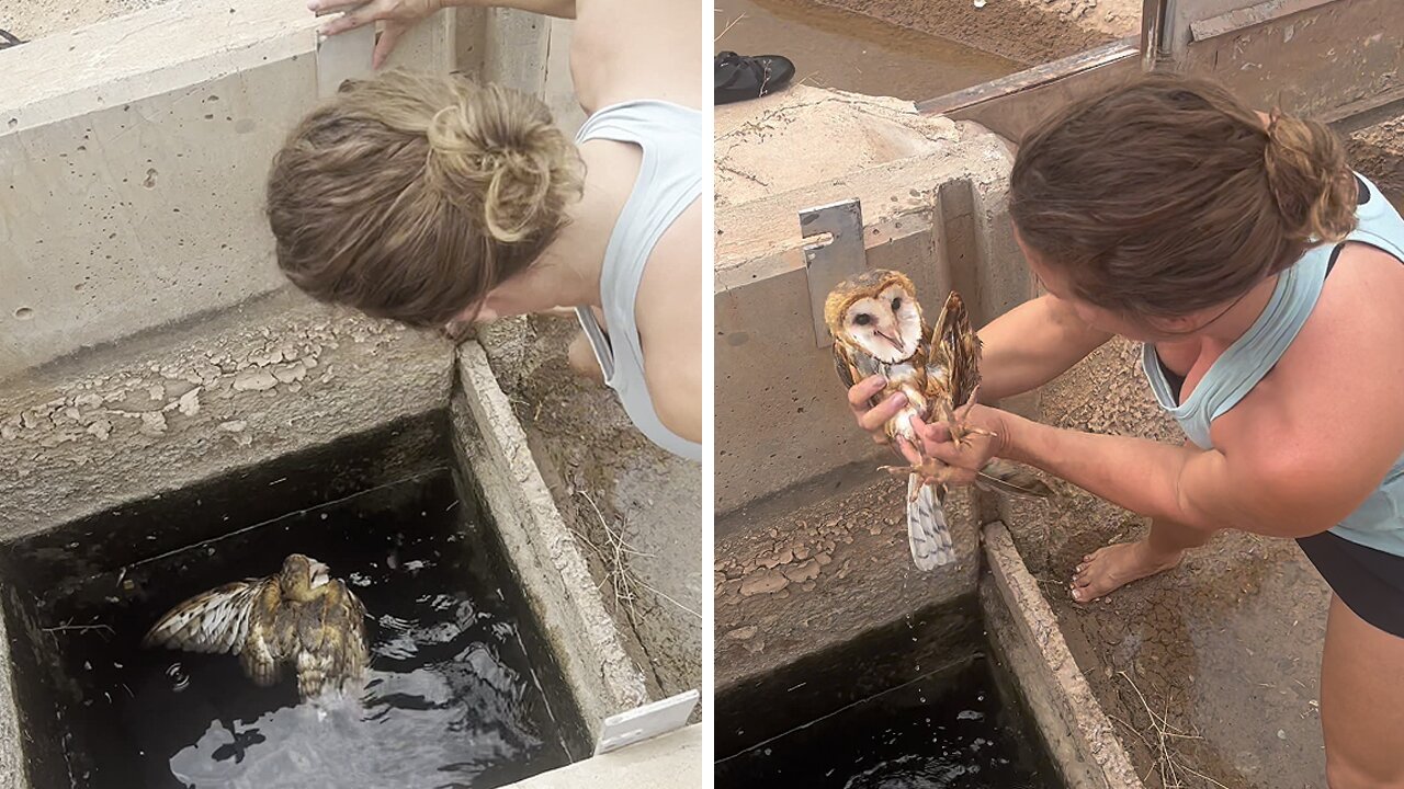 Owl Trapped In Water Trough Rescued From Certain Death