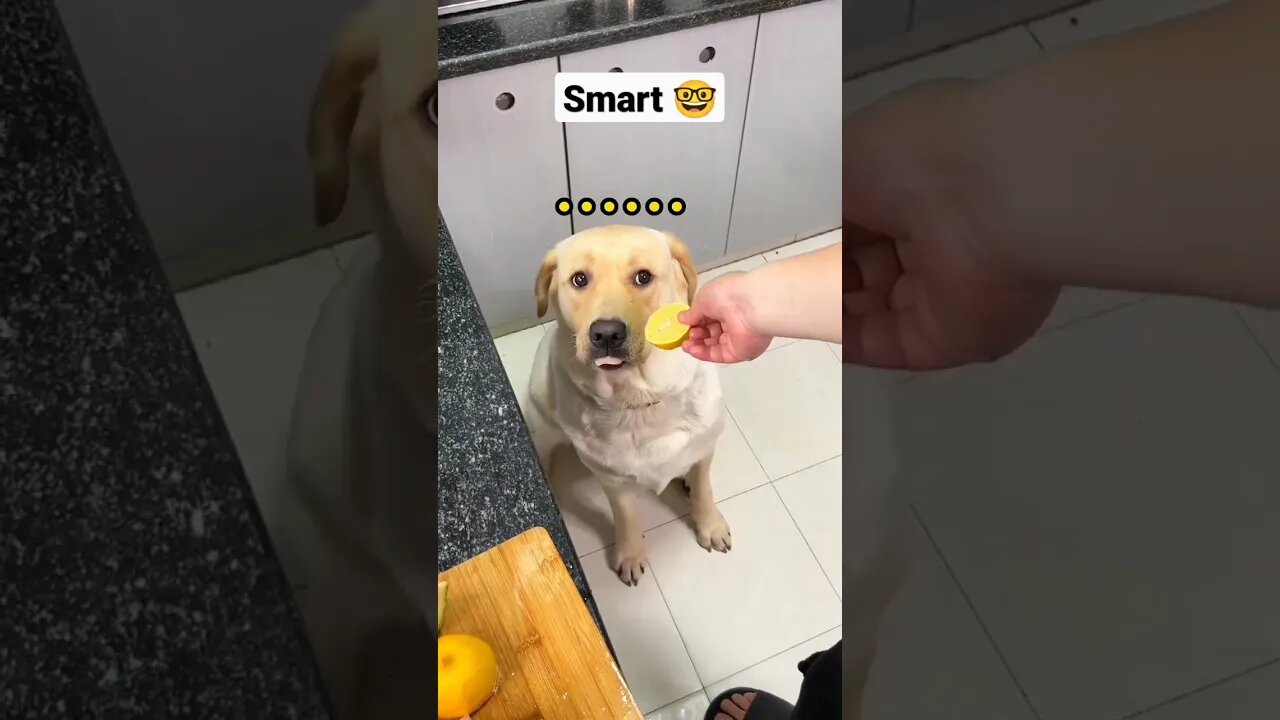 Smart dog 🐶 didn't fall for it #dog #dogsoftiktok #doglover