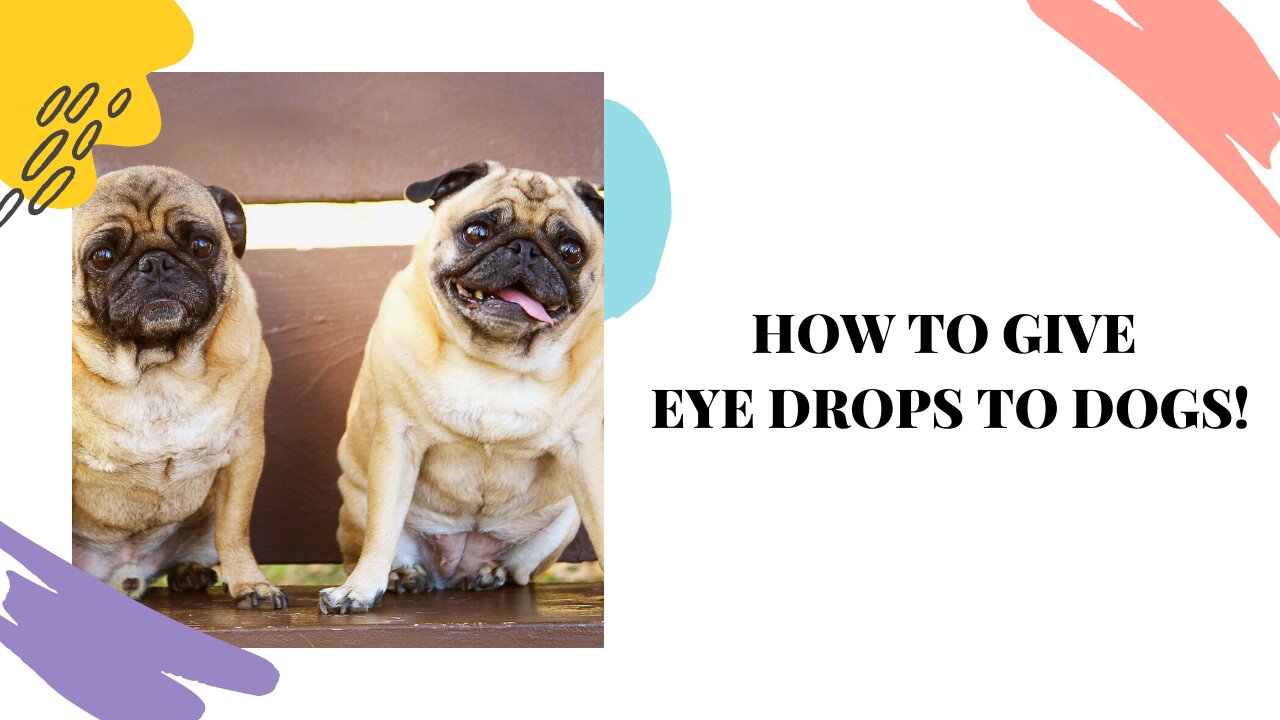 How to restrain Dogs to apply eye drops!