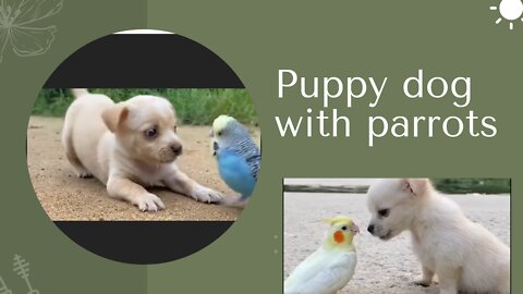 Puppy dog with parrots-funny video