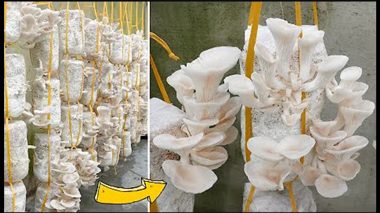 How to Grow Bbalone Mushrooms at Home for Continuous Harvest for 3 Months