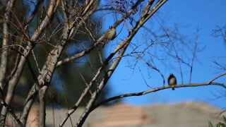 Sparrow birds on a backyard tree on a winter morning