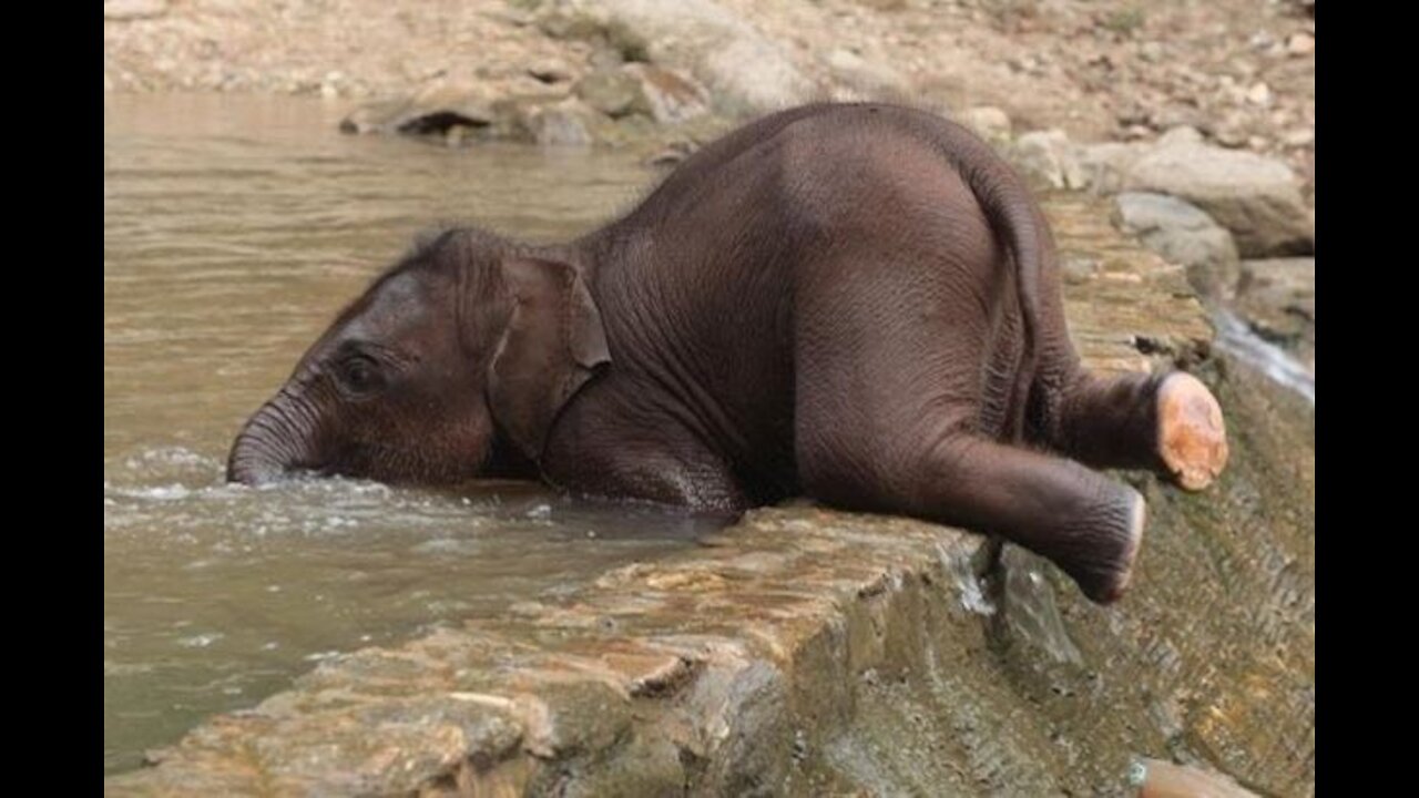 Adorable baby elephant playing having fun