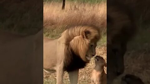Pet and Wild Animals Short Videos 2023 #shortspetsvideos #bestshortsvideo #viral