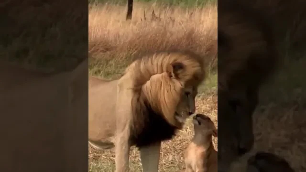 Pet and Wild Animals Short Videos 2023 #shortspetsvideos #bestshortsvideo #viral