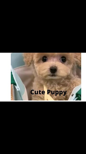 Cute Puppy