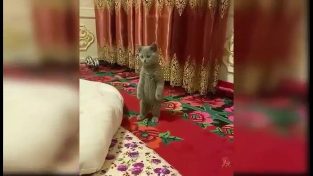 Beautiful funny cats