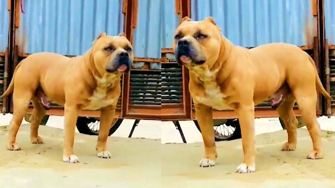 Danger Big Dog Video | Amazing danger dog omg