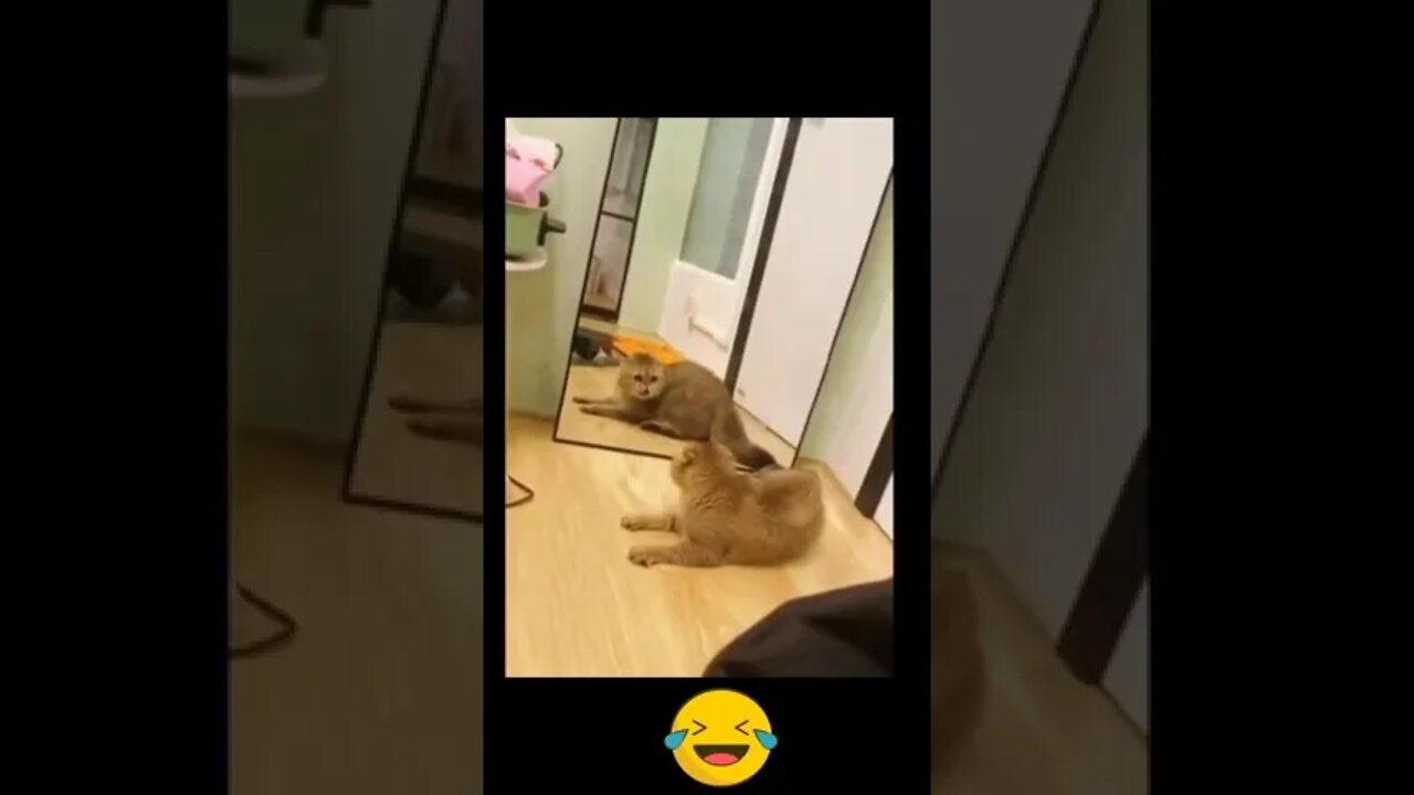 #shorts Смешные Коты Из Тик Тока 65 Funny Cats From Tiktok