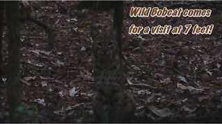 Curious Bobcat gets 7 Feet from me.