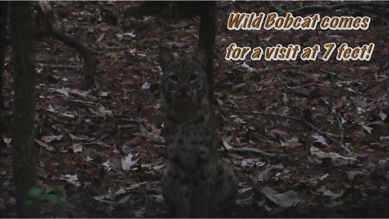 Curious Bobcat gets 7 Feet from me.