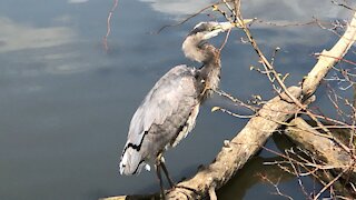 Crane in Toronto