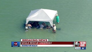 Whale rescue underway on Redington Beach