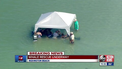 Whale rescue underway on Redington Beach