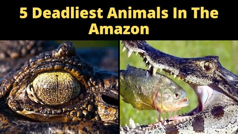 5 Deadliest Animals In The Amazon | Deadliest Wildlife | Deadliest Animals