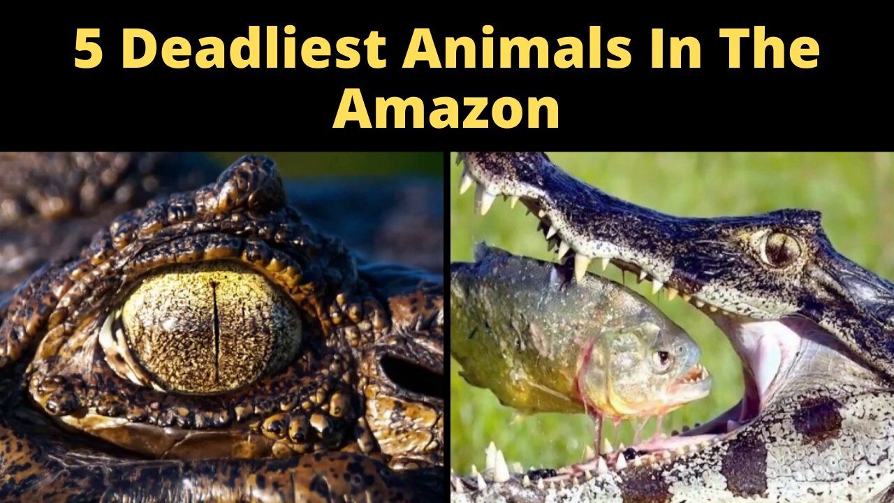 5 Deadliest Animals In The Amazon | Deadliest Wildlife | Deadliest Animals