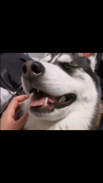 Stubborn husky's weakness