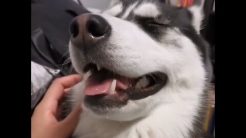 Stubborn husky's weakness