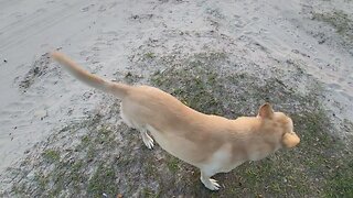 Dirt Road German Shepherds