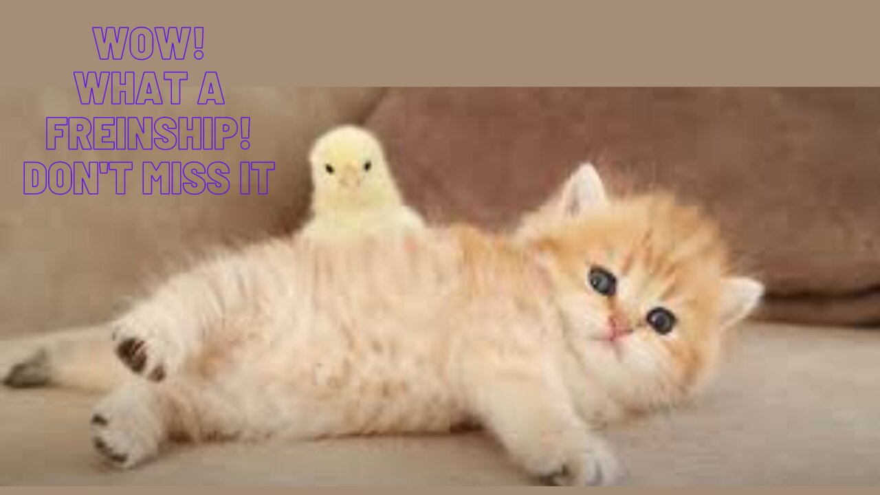 Kitten and Little Chicken ,what a friendship!❤😍😘👌