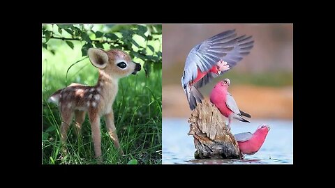 Funny Animal Videos