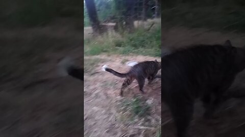 Momma Cat Goes To Inspec