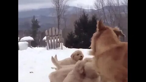 Cute Funny Dog -5