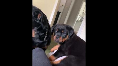 Puppy keep Attacking His Father
