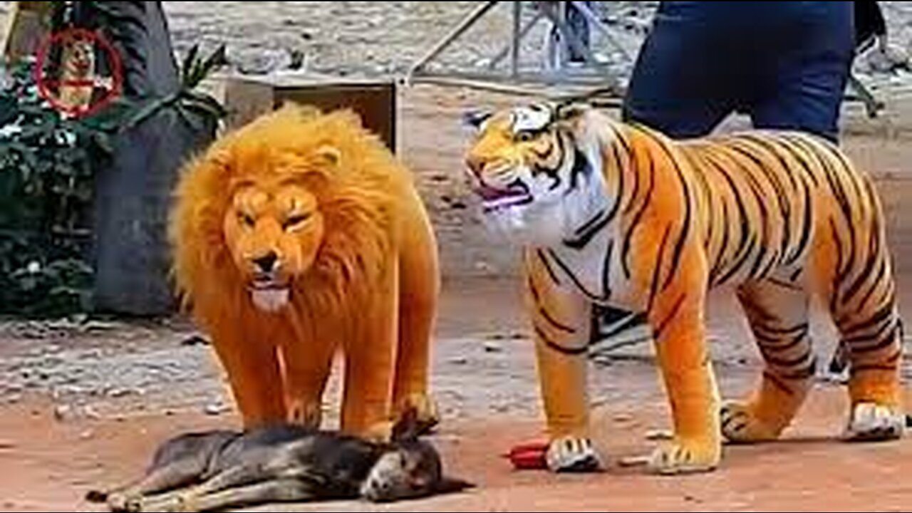 Funny & fake Lion and Fake Tiger Prank To dog