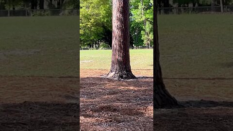 Just another squirrel at the dog park 🐕