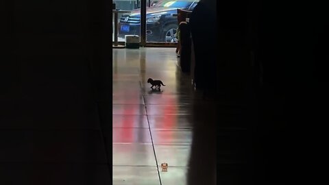 Cute and Funny Cat Video Compilation 2021 _Part _03 #shorts