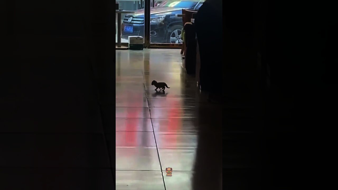 Cute and Funny Cat Video Compilation 2021 _Part _03 #shorts