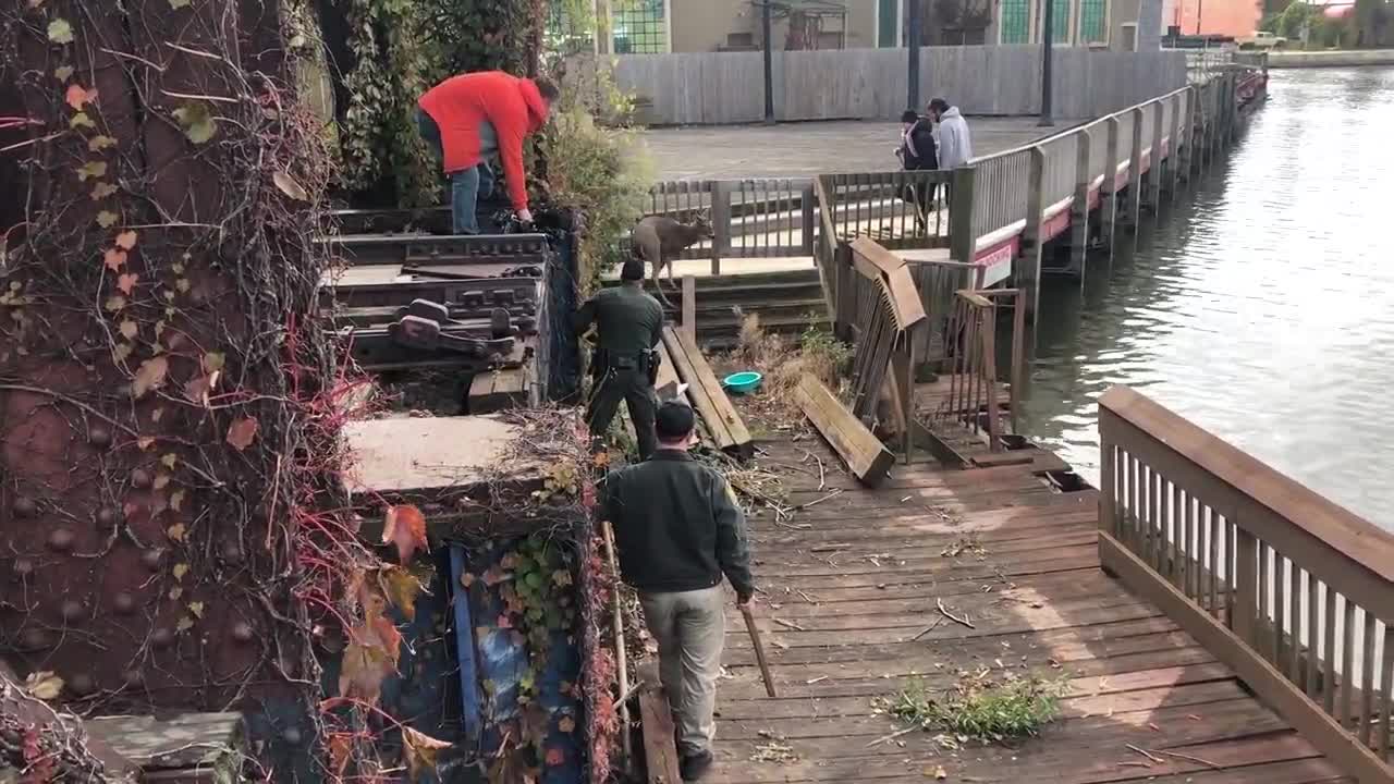 Deer freed after getting stuck in the flats